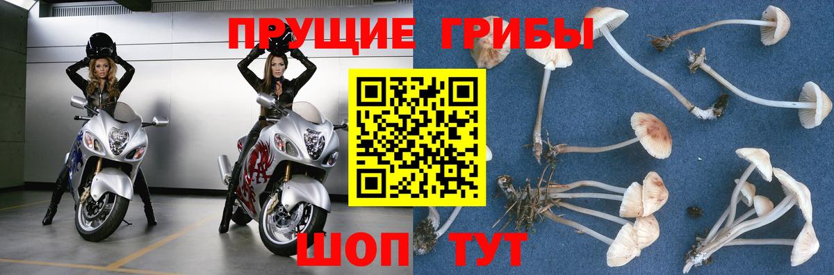 Галлюциногенные грибы Psilocybe Камышин